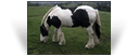The Coal Horse